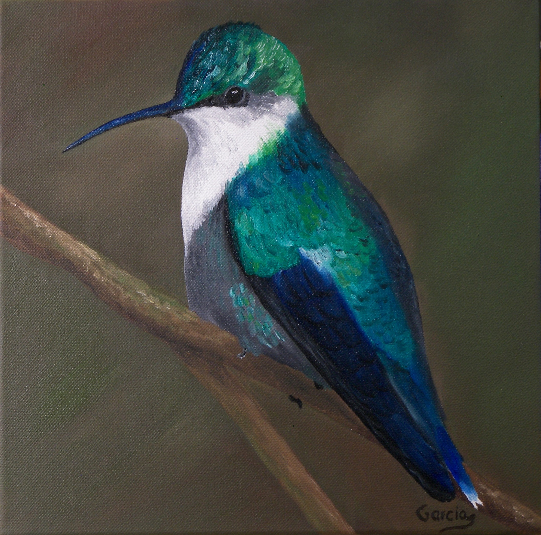 Hummingbird – Green-crowned Brilliant
